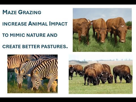 Maze Grazing explained